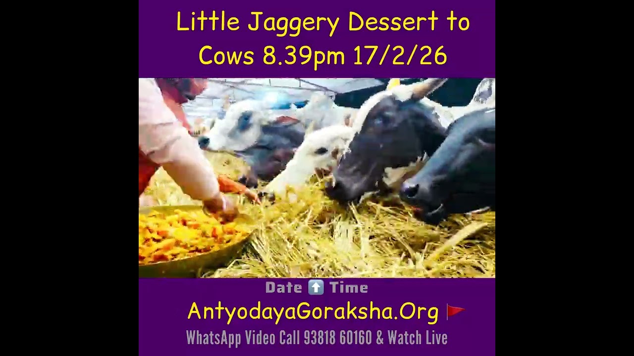 [17 Feb 2026] Fistful of Jaggery to Each Cow in Goshala