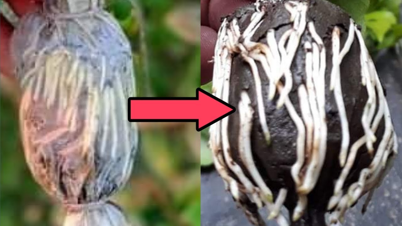 How to air layering a plant simple with soil, easy and fast Air