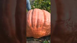 How Do Giant Pumpkins Get So Big?