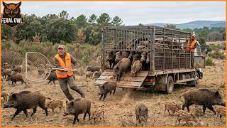 How Do Clever Texas Farmers Deal With Destructive Wild Boars?