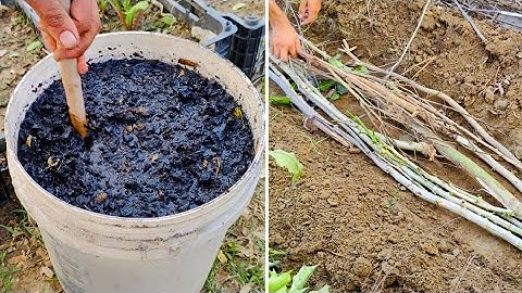 Van dood naar bloeiend! Deze eeuwenoude trucjes veranderden mijn dode grond in supermicrobenrijke...