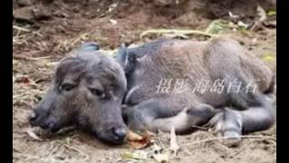 صور عجائب وغرائب الدنيا screenshot 3