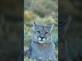 Cougar cub calling its mother