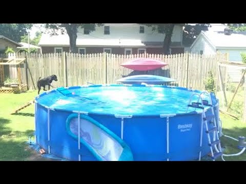 above-ground-pool-dog-ramp