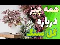 شرایط نگ داری از گیاه گل سنگ همه چیز درباره گل سنگ شرایط نگ داری از گیاه گل سنگ همه چیز درباره گل سنگ