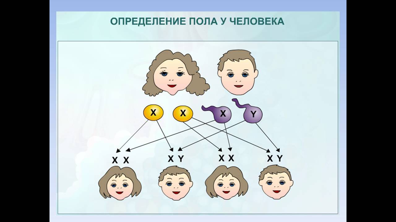 Пол человека пол цены. Чьи хромосомы определяют пол ребенка. Генетика пола картинки. Гены определяющие пол человека. Женский пол в генетике.