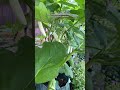 Memulai menanam #berkebun #gardening #youtubeshorts