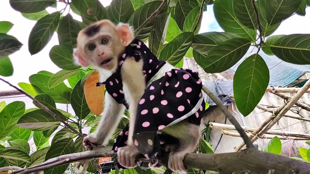 The monkey and his owner watch TV and play - YouTube