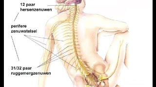 Indeling zenuwstelsel