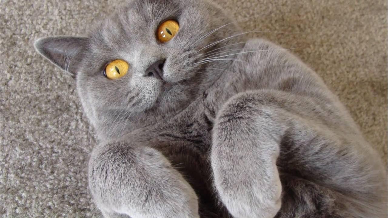 Короткошерстный британец забавный