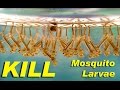 NEW! - Kill mosquito larvae naturally with this weird trick - including Zika Virus species