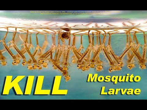 NEW! - Kill mosquito larvae naturally with this weird trick - including Zika Virus species