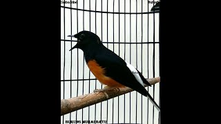 Download Mp3 #shorts video MURAI BATU Belajar bunyi masteran cucak cungkok ini bisa untuk pancingan bunyi murai . Gudang lagu Download Mp3 #shorts video MURAI BATU Belajar bunyi masteran cucak cungkok ini bisa untuk pancingan bunyi murai .