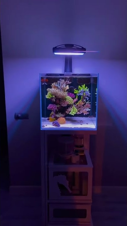 Aquarium air laut mini pemula