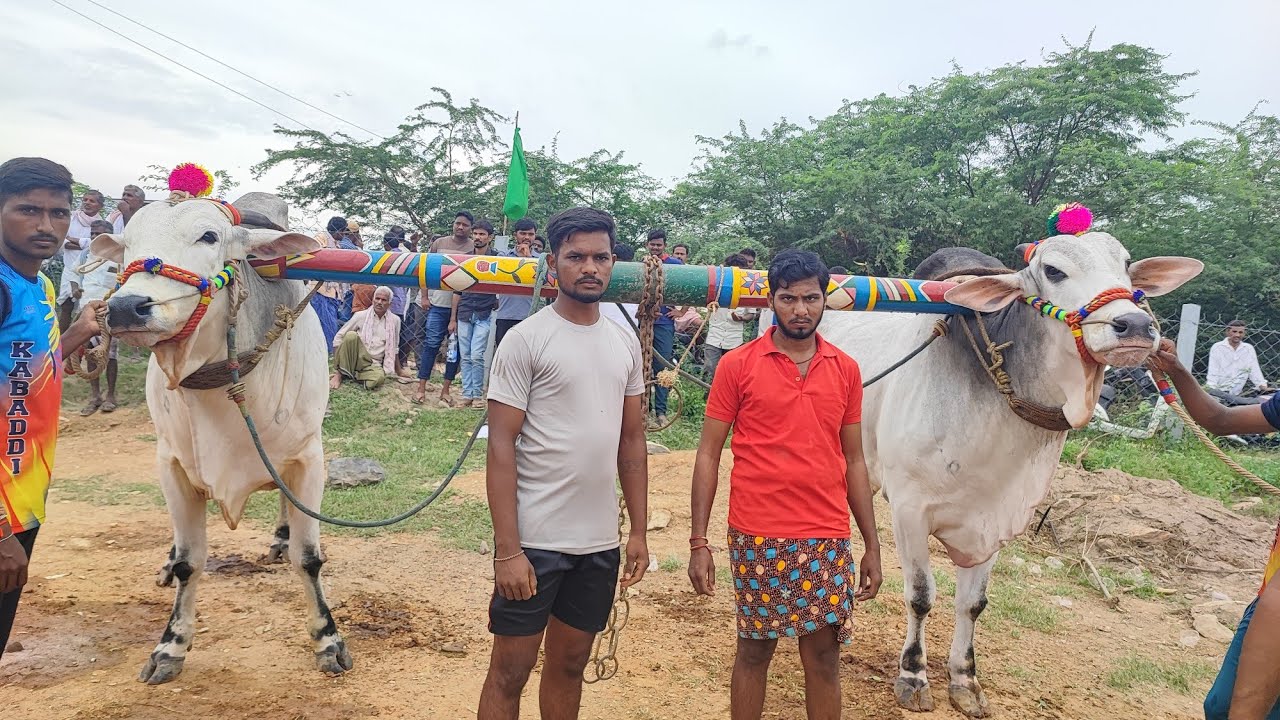 కొత్తపల్లి న్యూ క్యాటగిరి విభాగంలో  జత12.M.అక్షరారెడ్డి, రాయవరం, తెలంగాణ(🔱చిరుత & బంగారం🔱)....*💥