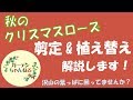 秋のクリスマスローズのお手入れ！剪定と植え替えについて解説