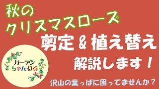 秋のクリスマスローズのお手入れ！剪定と植え替えについて解説