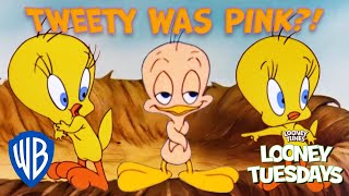 Looney Tuesdays | Interesting Facts You Didn't Know About Tweety | Looney Tunes | @WB Kids