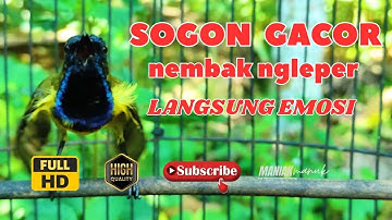 MASTERAN SOGON GACOR PENJEBOL EMOSI SOGON MACET BUNYI TUNGGU 1 MENIT PASTI SOGON RESPON ! #PART 284
