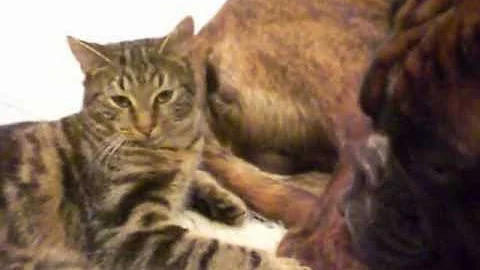 Video 7486521: bengal, cat attacks dog