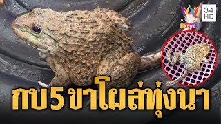 ฮือฮา กบ 5 ขาโผล่ทุ่งนา ชาวบ้านแห่ตีเลขเด็ด | ข่าวอรุณอมรินทร์ | 6/6/67