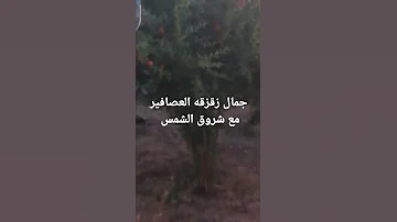 صوت العصافير مع شروق الشمس 