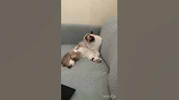 Ragdoll funny video grooming