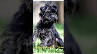 Affenpinscher  Apartment Dog