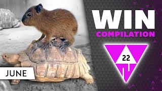 WIN Compilation JUNE 2022 Edition | Best videos of the month May by WIN Compilation 114,237 views 1 year ago 12 minutes, 49 seconds