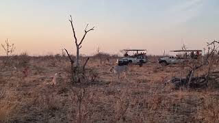 Jamala females playing around during early morning sunrise