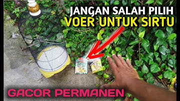 Voer yang cocok untuk burung sirtu atau cipow, jamin gacor maksimal