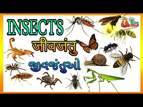 Insects name with pictures || जीवजंतुओं के नाम सचित्र || જંતુઓના નામ સચિત્ર