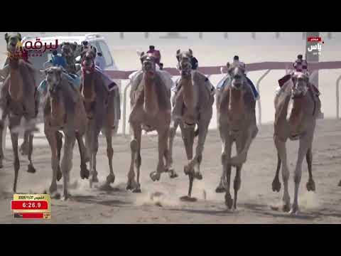 ش3 سعفة ل سعيد سهيل اليبهوني الظاهري جائزة زايد الكبرى 27 11 2025م كأس بكار محليات إنتاج 8 53 7