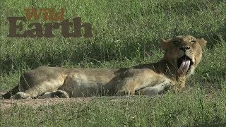 WildEarth - Sunrise Safari - 09 March 2020