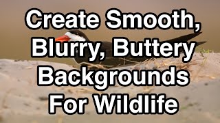 Create Smooth, Blurry, Buttery Backgrounds For Wildlife screenshot 5