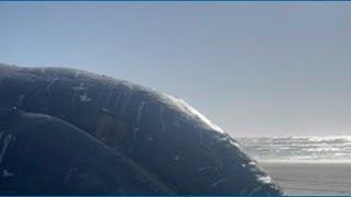 Another dead whale hits the Washington shore