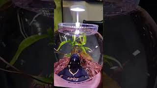 #guppy #shiv #adiyogi #aquaculture #bowl #aquariumfish #joy #peace #peaceful #vibes #sorts #creative