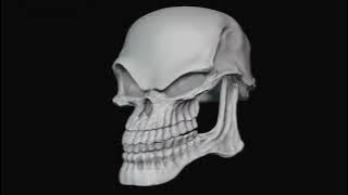 Download lagu SuS skeleton meme