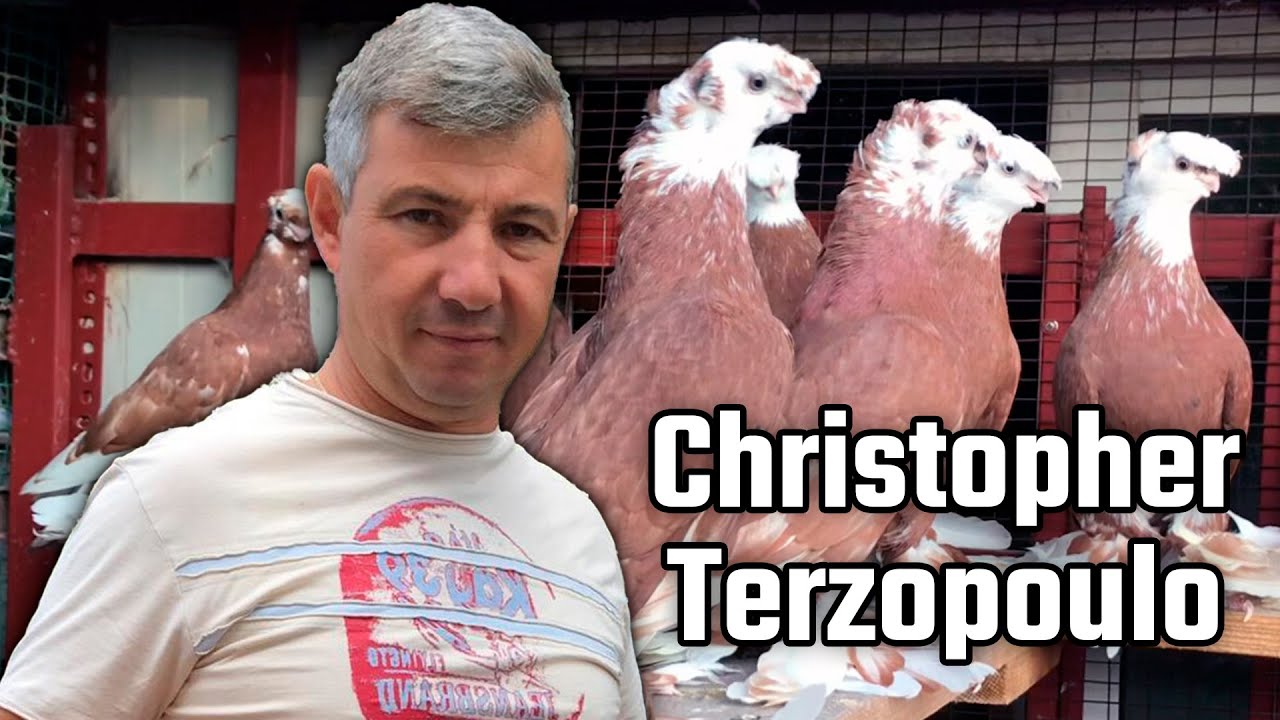 Христофор Терзопуло Греция. Двухчубые голуби. Tauben. Pigeons. Palomas. Pombos. 비둘기. کبوترها.