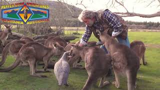 BUSTED........Bushie Ambushed by Kangaroos
