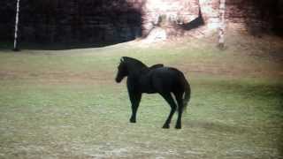 Agro, Youre Drunk. Go Home. (Shadow of the Colossus)