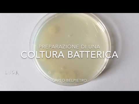 Video: Che cosa sono i batteri luminescenti?