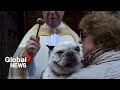 Dogs cats get divine blessing at church on saint anthonys day in spain