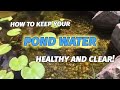 How to keep your back yard garden pond clean