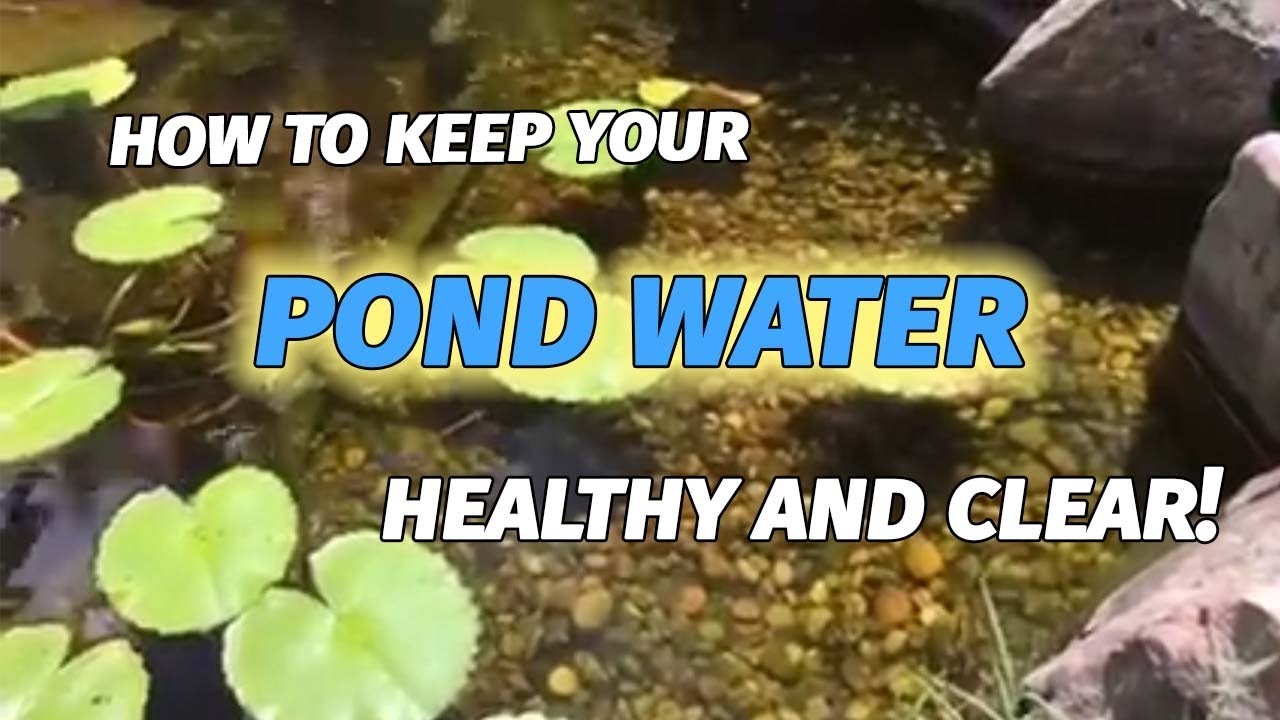 How to keep your back yard garden pond clean YouTube