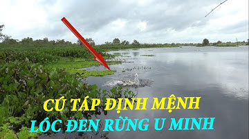 CÂU CÁ LÓC \SĂN CÁ LÓC RỪNG U MINH THƯỢNG CÚ TÁP ĐỊNH MỆNH Phần 03 -  Pou Phung Fishing