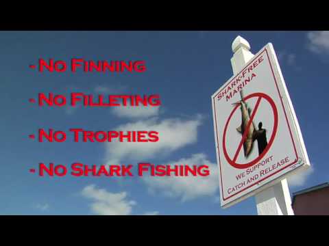 Bimini Sands - The Bahamas First Shark Free Marina. Video by Oceanicallstars and music by Aqualise