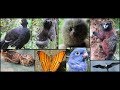 Crazy Animals From South America Compilation (And Central America)