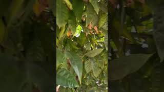 Orange Start to Ripe, California, USA #Daily Actions