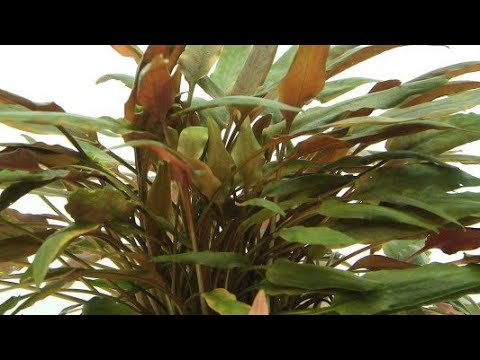 CRYPTOCORYNE BECKETII PETCHII